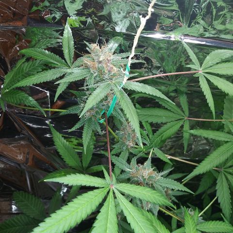 Assorted #1 growlog timeline photo