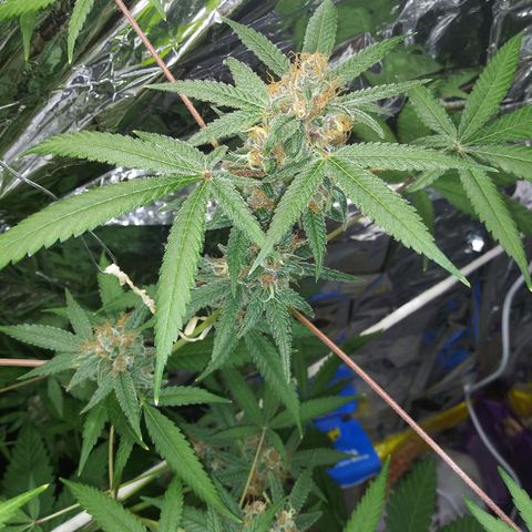 Assorted #1 growlog timeline photo