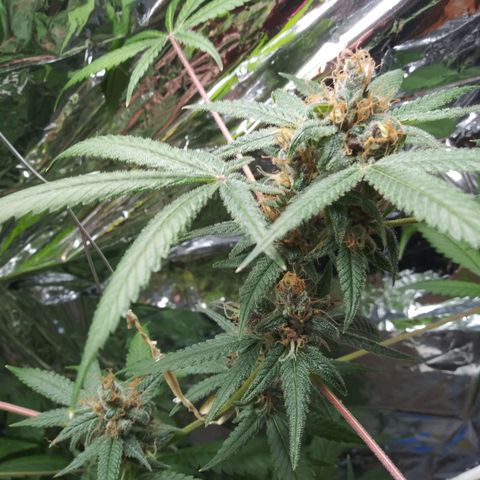 Assorted #1 growlog timeline photo