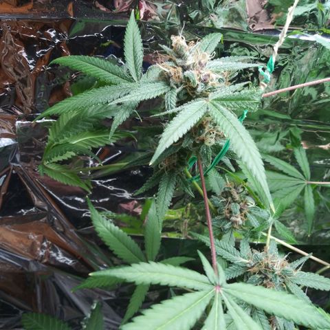 Assorted #1 growlog timeline photo