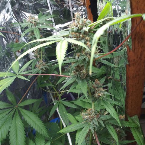 Assorted #1 growlog timeline photo