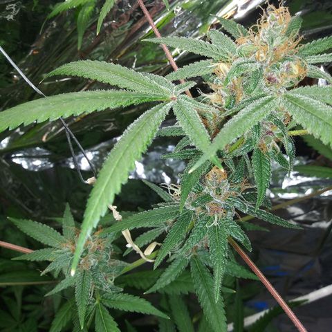Assorted #1 growlog timeline photo