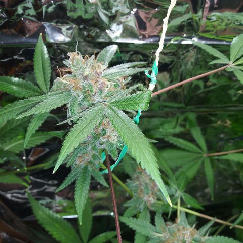 Assorted #1 growlog timeline photo