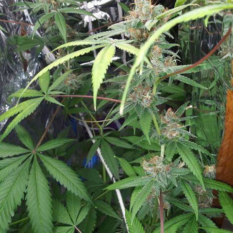 Assorted #1 growlog timeline photo