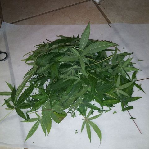 Assorted #1 growlog timeline photo