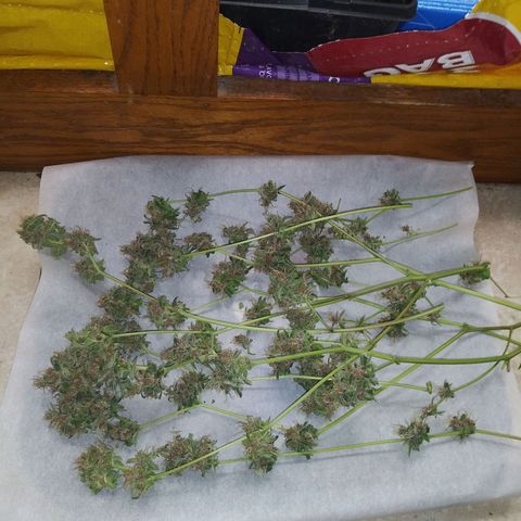 Assorted #1 growlog timeline photo