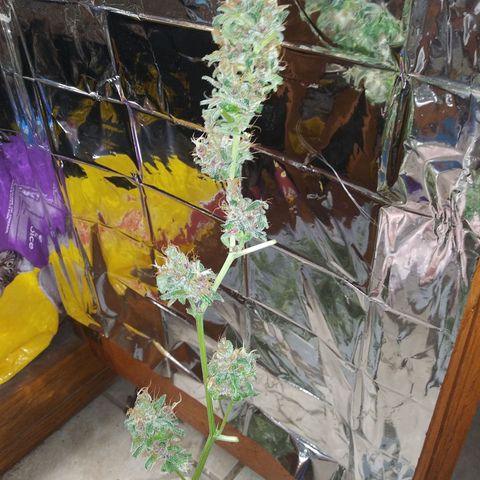 Assorted #1 growlog timeline photo