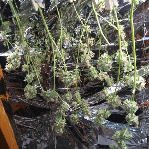 Assorted #1 growlog timeline photo