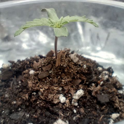 Galponeta growlog timeline photo