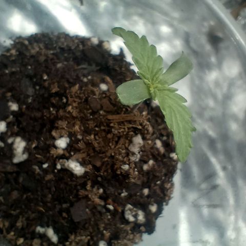 Galponeta growlog timeline photo