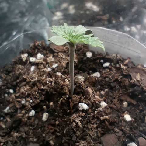 Galponeta growlog timeline photo