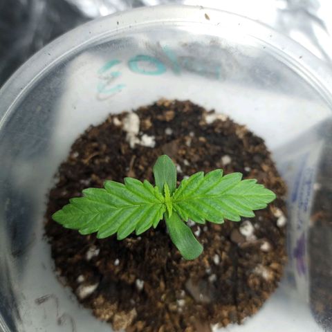 Galponeta growlog photo: JW, Heroe