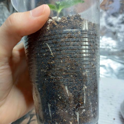 Galponeta growlog timeline photo