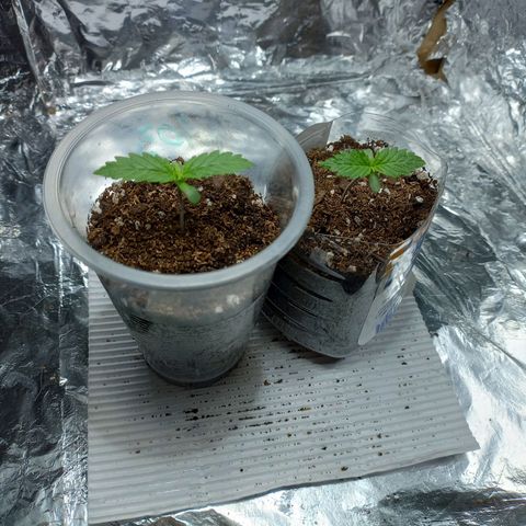 Galponeta growlog timeline photo