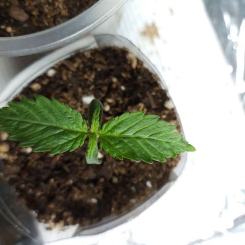 Galponeta growlog timeline photo
