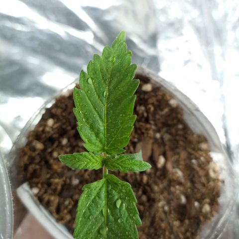 Galponeta growlog timeline photo