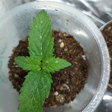 Galponeta growlog timeline photo