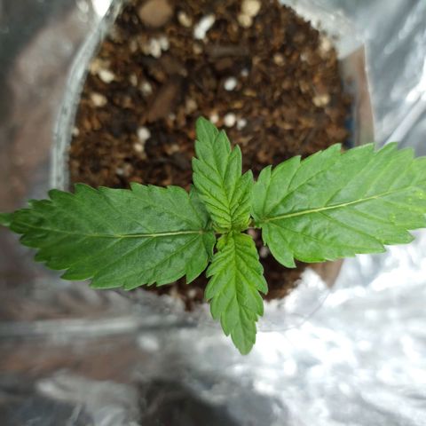 Galponeta growlog timeline photo