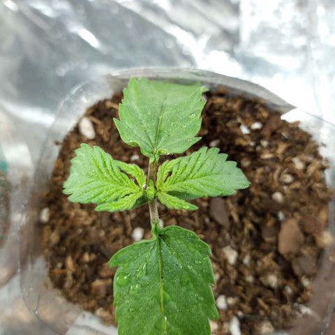 Galponeta growlog photo: Lo mismo con esta