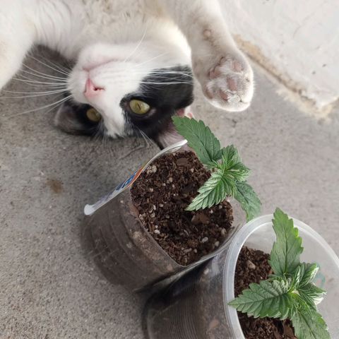 Galponeta growlog photo: se corto la luz, tuve que ponerlas afuera para no cortar el ciclo, compa nuevoOo