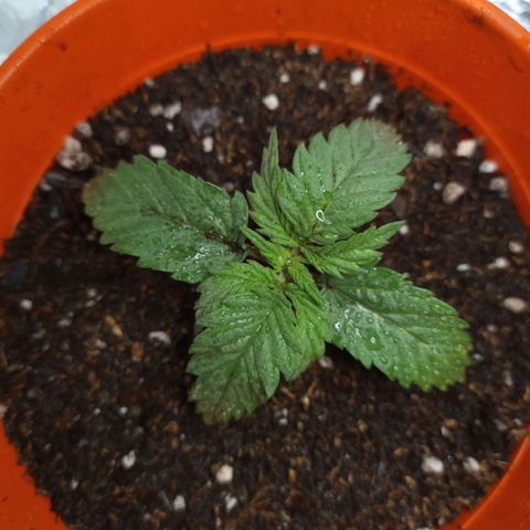 Galponeta growlog photo: transplante a 1l y 3l