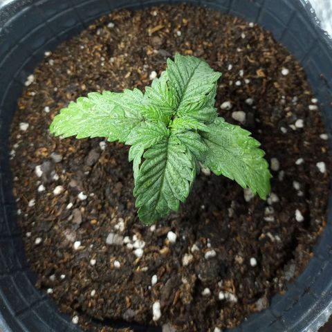 Galponeta growlog photo: transplante a 1l y 3l