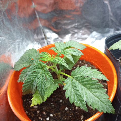 Galponeta growlog timeline photo