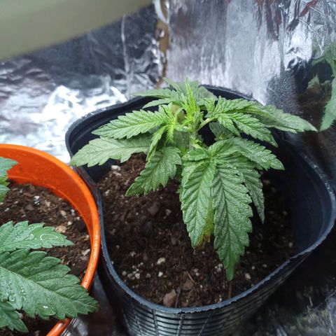 Galponeta growlog timeline photo