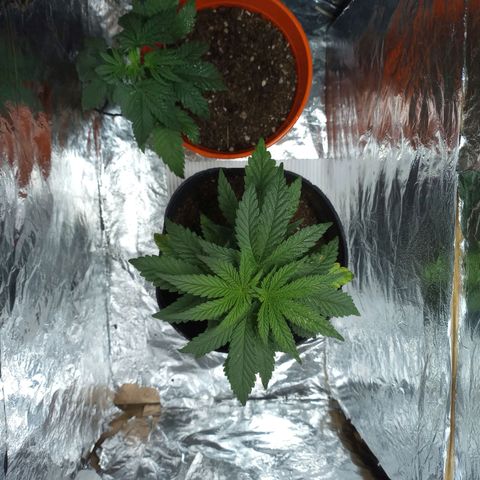 Galponeta growlog timeline photo