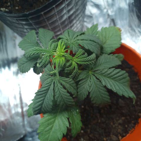 Galponeta growlog timeline photo