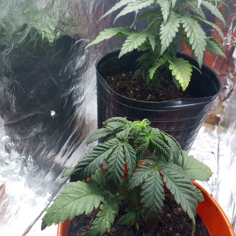 Galponeta growlog timeline photo