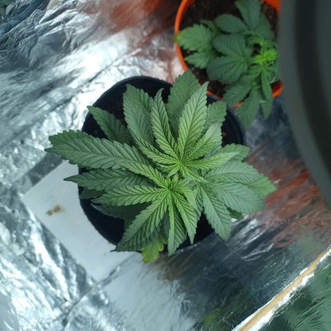 Galponeta growlog timeline photo