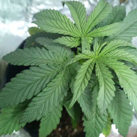 Galponeta growlog timeline photo