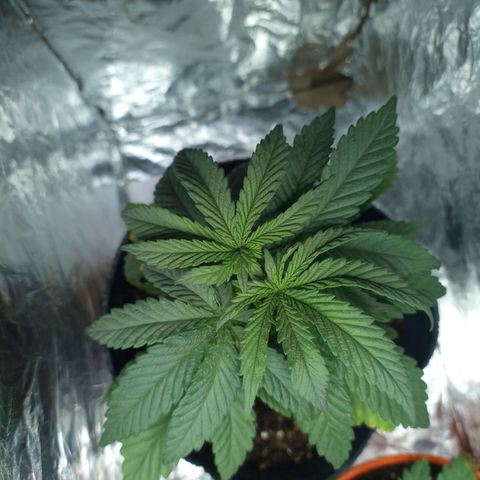 Galponeta growlog timeline photo