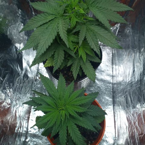 Galponeta growlog timeline photo