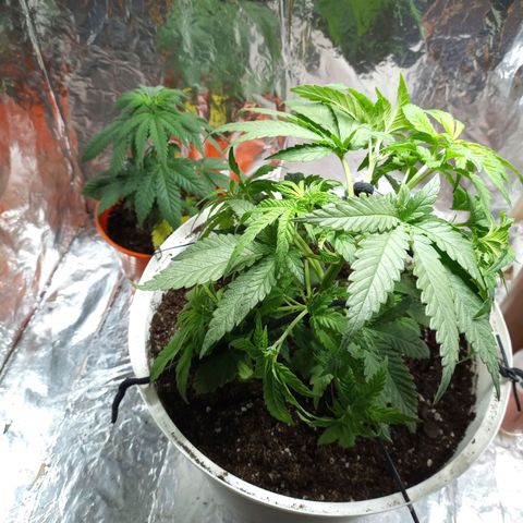 Galponeta growlog photo: ya tiene oro negro, esta en maceta de 12 lts y aplique apical, lst 