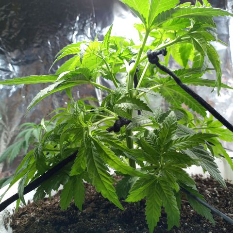 Galponeta growlog photo: ya tiene oro negro, esta en maceta de 12 lts y aplique apical, lst 