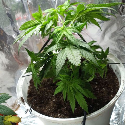 Galponeta growlog photo: ya tiene oro negro, esta en maceta de 12 lts y aplique apical, lst 