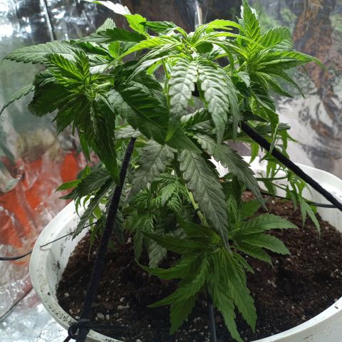Galponeta growlog photo: ya tiene oro negro, esta en maceta de 12 lts y aplique apical, lst 