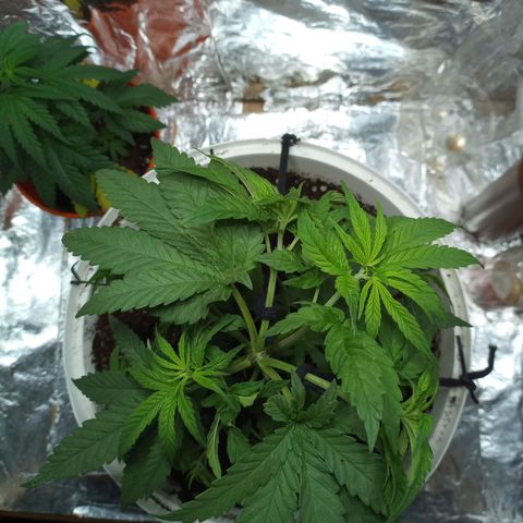 Galponeta growlog photo: ya tiene oro negro, esta en maceta de 12 lts y aplique apical, lst 