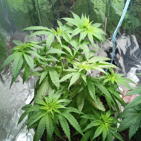 Galponeta growlog timeline photo