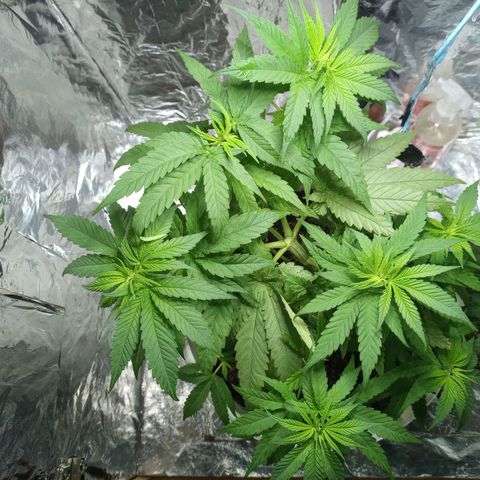 Galponeta growlog timeline photo