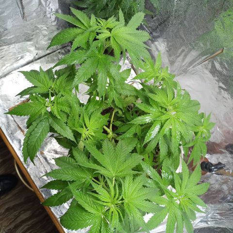 Galponeta growlog timeline photo