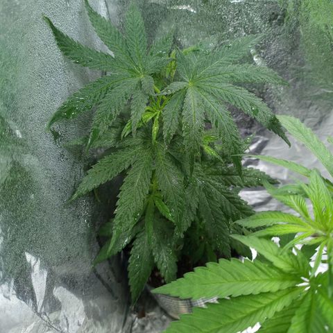 Galponeta growlog timeline photo