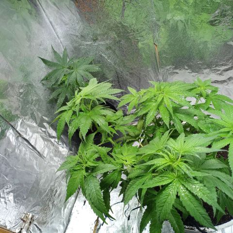 Galponeta growlog timeline photo