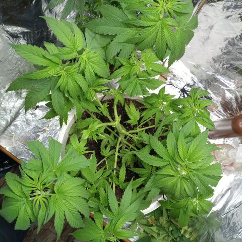 Galponeta growlog timeline photo