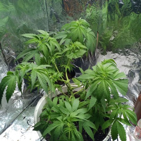 Galponeta growlog timeline photo