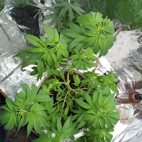 Galponeta growlog timeline photo