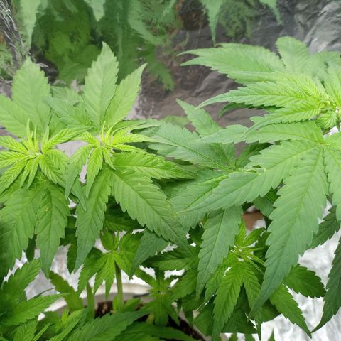 Galponeta growlog photo: a florarrr