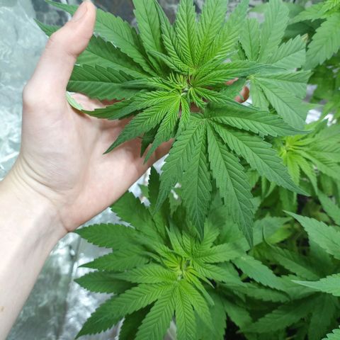 Galponeta growlog photo: a florarrr